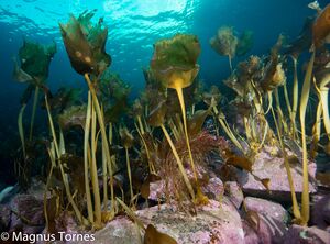 DraugtareX Gyltneset.jpg