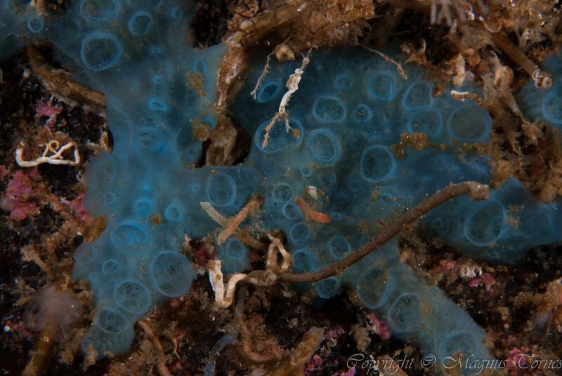 Fil:Hymedesmia paupertas.jpg