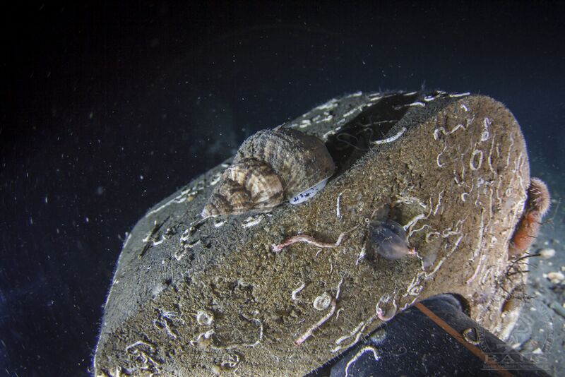 Fil:Nærdykk Hvitsten logo-1.jpg