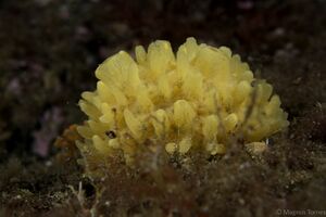 Polymastia boletiformis FrettenX.jpg