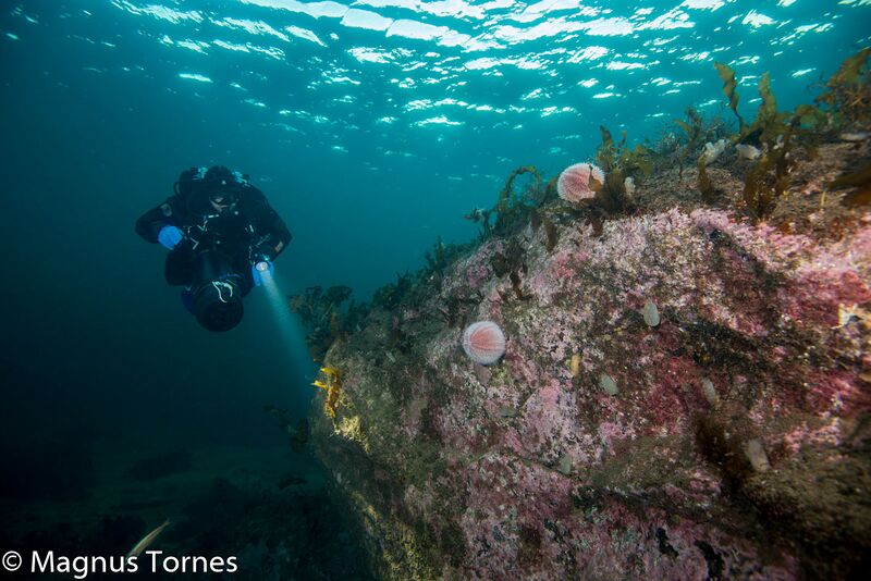 Fil:SjønellikX Ersholmen.jpg