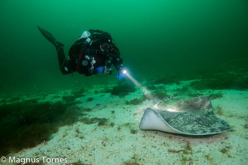 Fil:PiggskateX, Skjerlingebaren.jpg