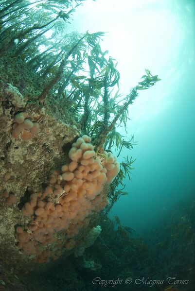 Fil:Dødmannshånd Funnen.jpg