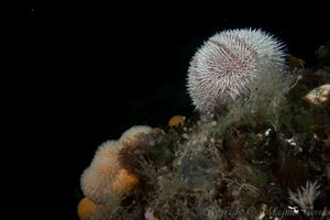 Rød kråkebolle MidsundstraumenX.jpg