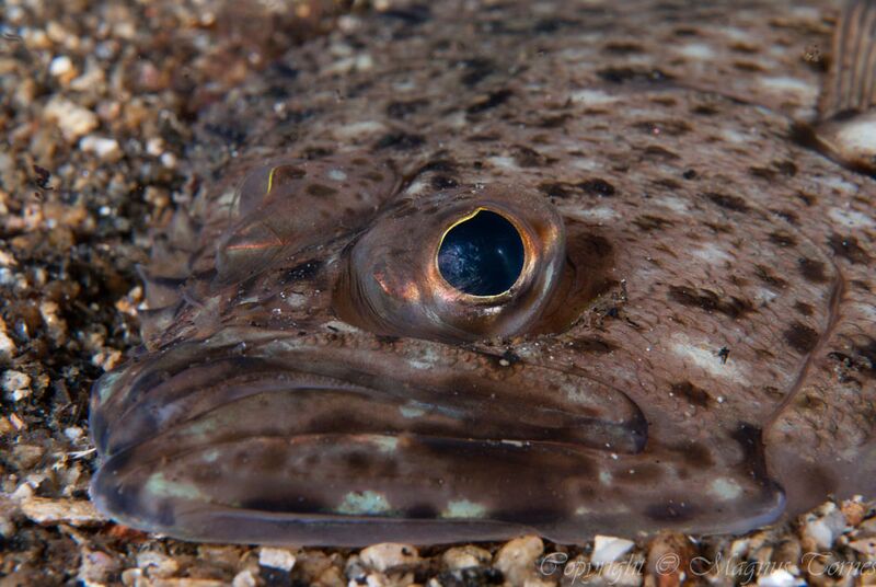 Fil:Horsgård Glassvar2.jpg