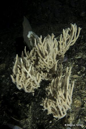 Antho dicotoma Sildvolneset.jpg