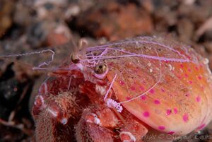 Anemoneeremittkreps1 Hamnneset.jpg