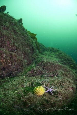 Pboletiformis Bukkholmen.jpg