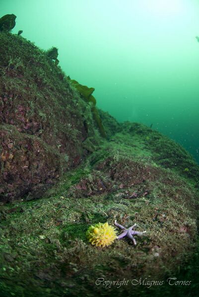 Fil:Pboletiformis Bukkholmen.jpg