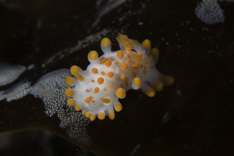 Fil:Limnacia clavigera Vevangstrømmen.jpg