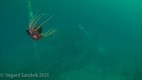 Bilder av Vegard Sandvik