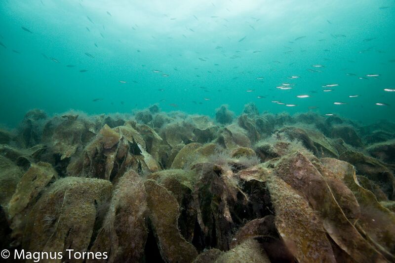 Fil:SmåseistimX, Skjerlingebaren.jpg