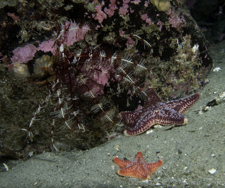 Fil:Sjølilje Heggeneset.jpg