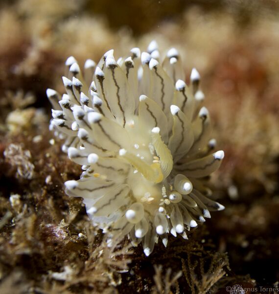 Fil:Janolus cristatus StraumskjæretX.jpg