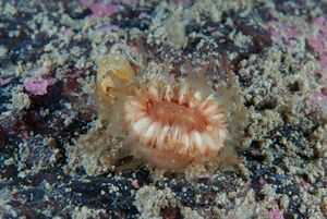 Begerkorall, Julneset.jpg