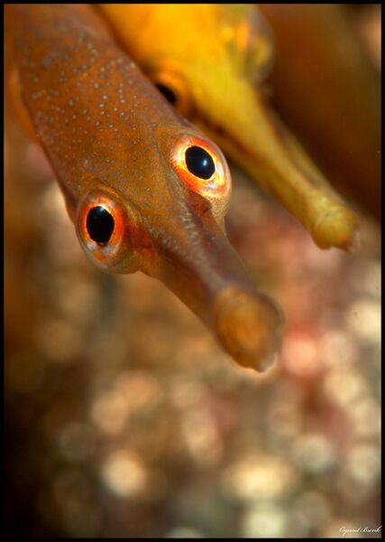 Fil:Havnål på landrovågen.JPG