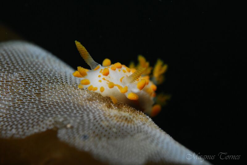 Fil:Limacia clavigera.jpg