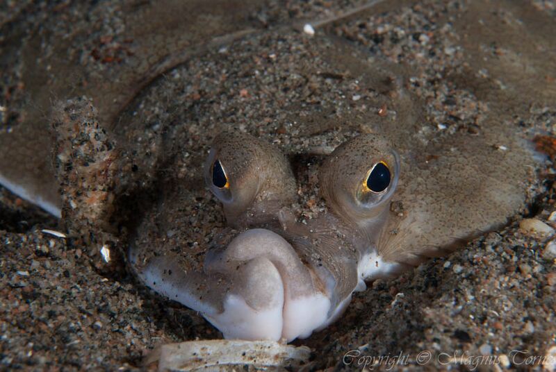 Fil:Rødspette Bjørsetsaga.jpg