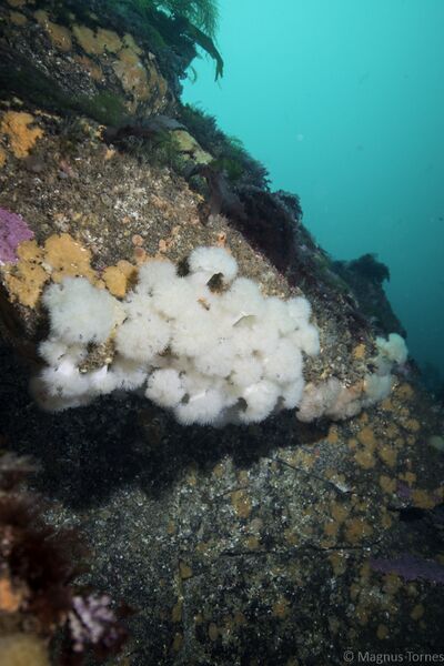 Fil:Sjønellik Krabben.jpg