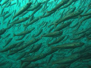 Småseistim midsundet.jpg