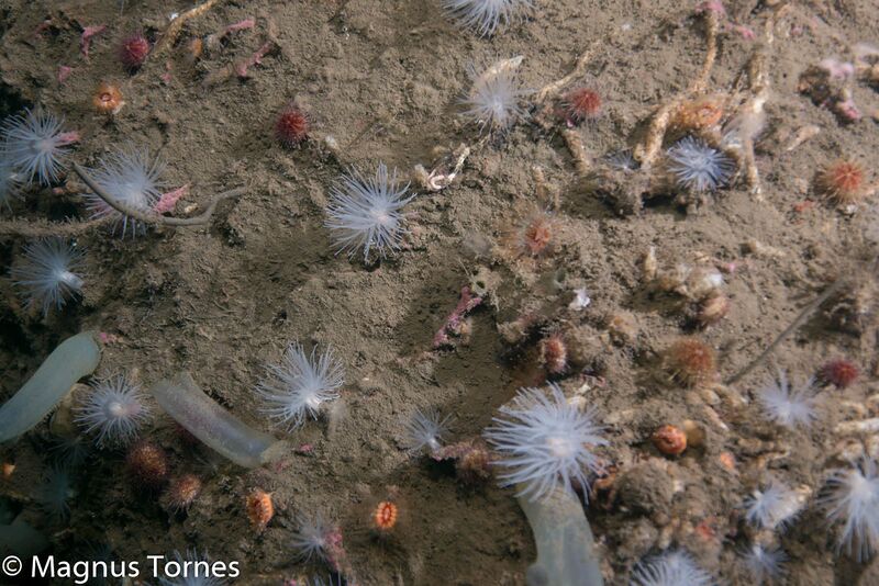 Fil:Korallnellik, Sjøstrand.jpg