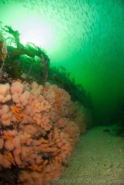 Fil:Dødmannshånd Vevangstrømmen.jpg