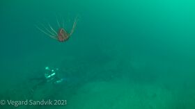 Bilder av Vegard Sandvik