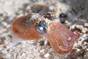 Sepiola atlantica Julneset.jpg