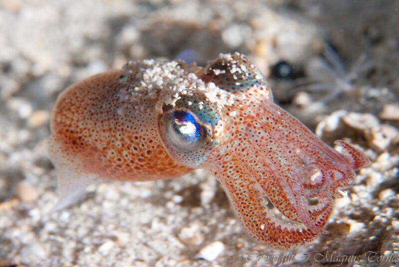 Fil:Sepiola atlantica Julneset.jpg