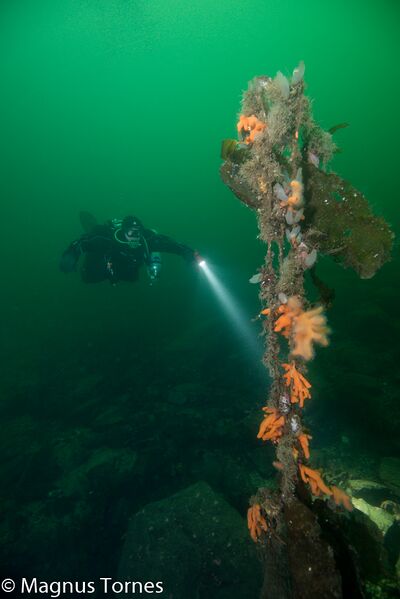 Fil:RoyX, Moldeholmen.jpg