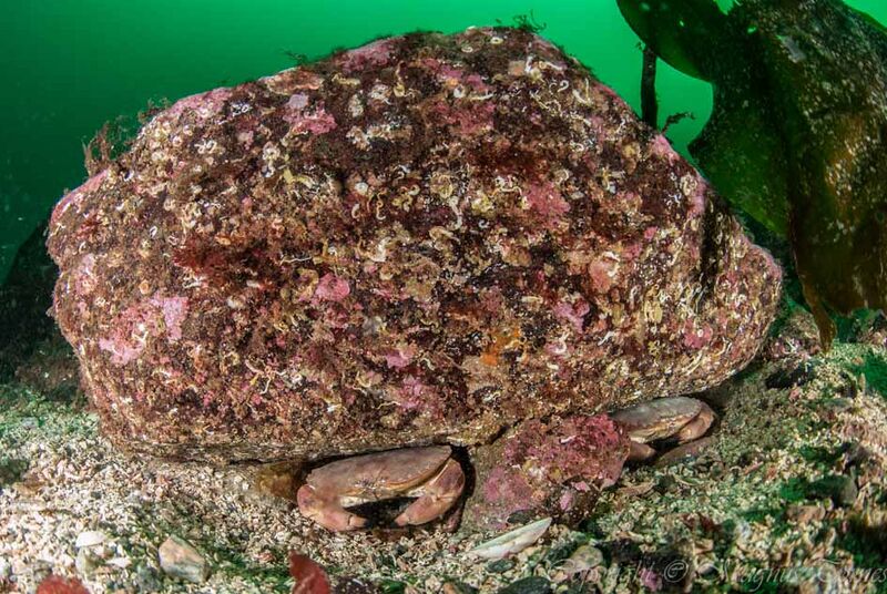 Fil:Taskekrabber Tvinnitla.jpg