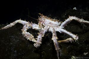 TrollkrabbeX Sundsbøen.jpg