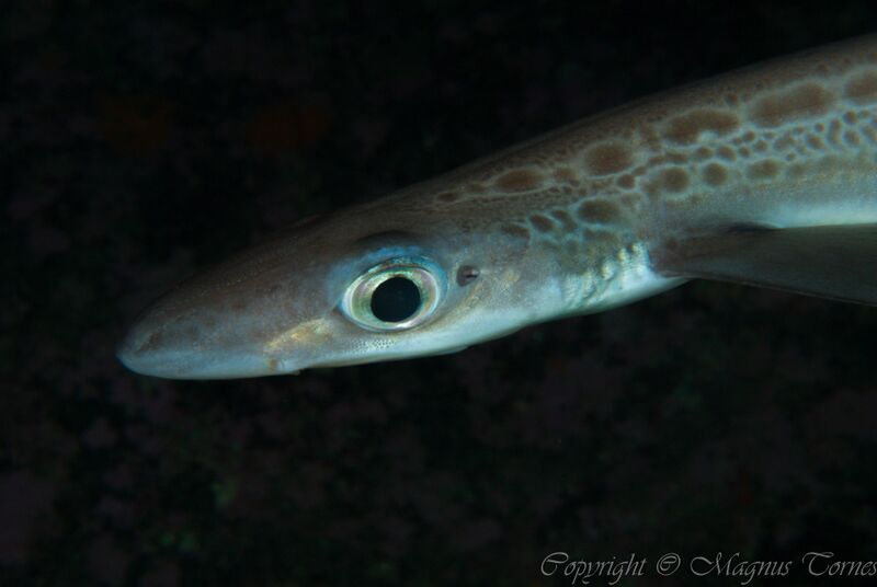 Fil:Håhjel JulnesetX.jpg