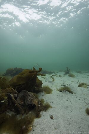 Tropestrand Hamnneset.jpg