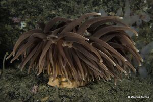 Sjøanemone1 Sildvolneset.jpg