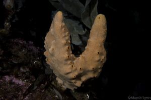 Isodictya palmata FrettenX.jpg