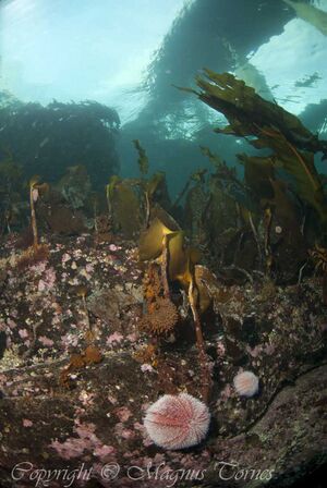 Kråkebolle2 Midsund.jpg