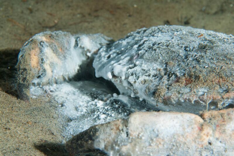 Fil:Taskekrabbe1 Hamnneset.jpg