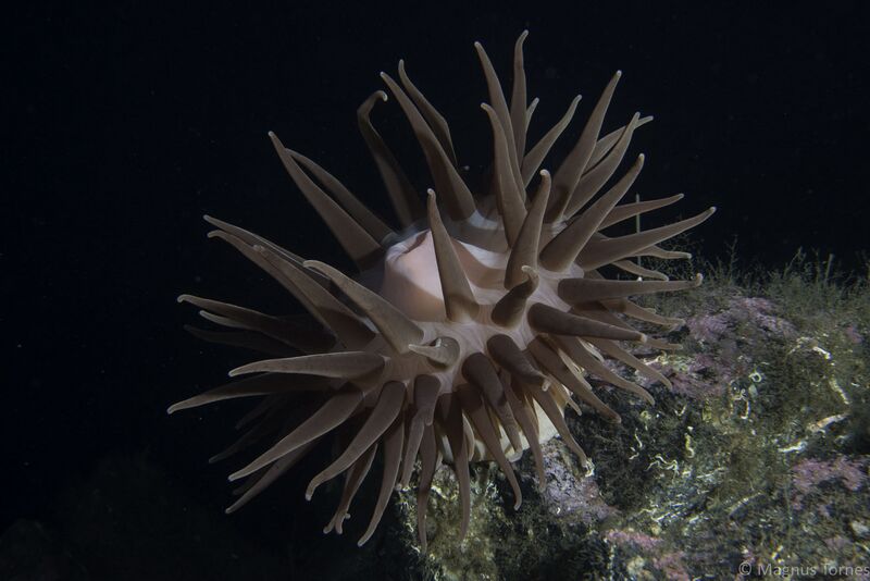 Fil:SjøanemoneX Krifast.jpg