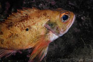 Lusuer Trellholmgrunna.jpg