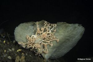 Gorgonocephalus sp Sildvolneset.jpg