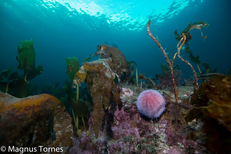 Fil:RødKråkebolle2X Gyltneset.jpg