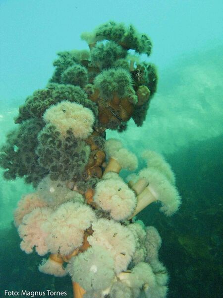 Fil:Sjønellik, Bongnestraumen 1.jpg