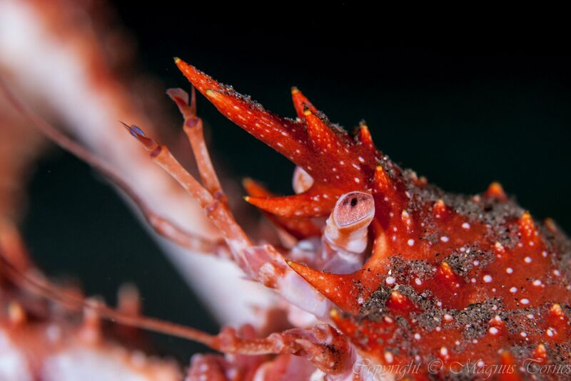 Fil:TrollkrabbeX Øygardsbukta.jpg