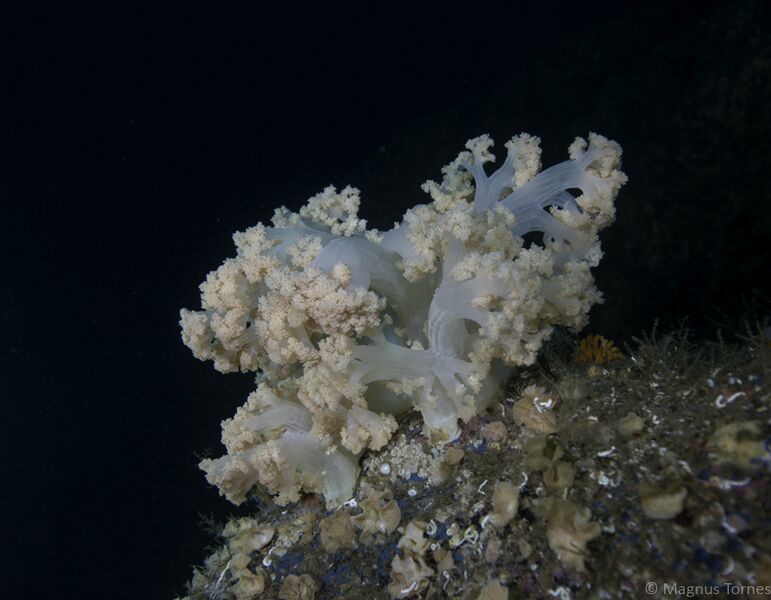 Fil:Blomkålkorall Revhammern2X.jpg