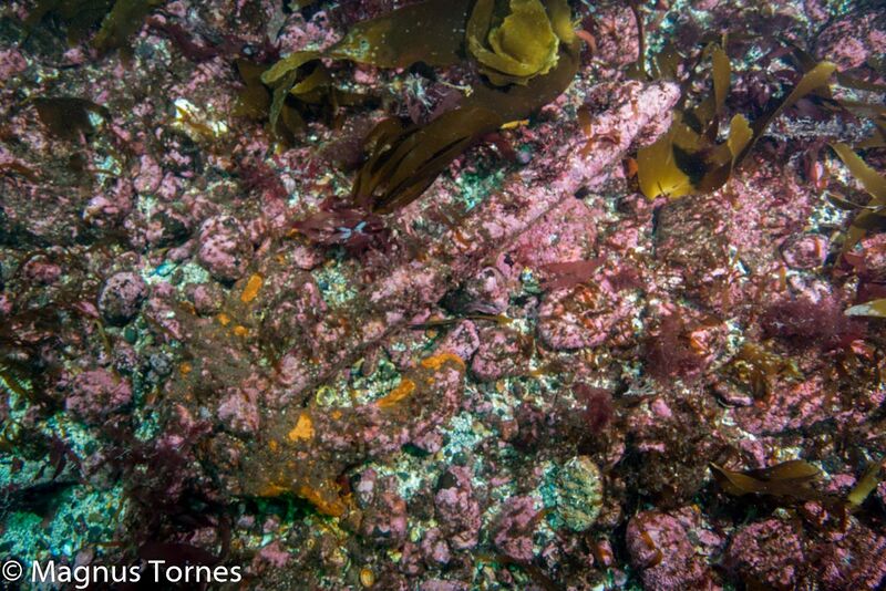 Fil:AnkerX, Vikertangen.jpg