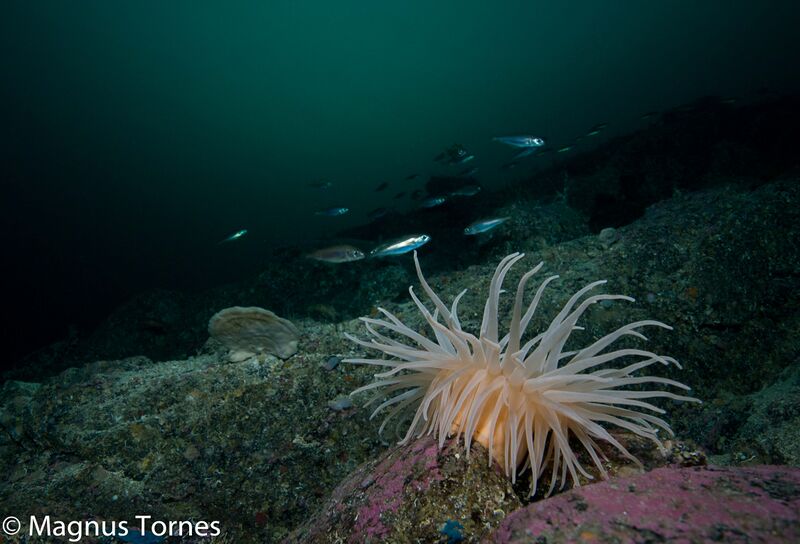Fil:MudderbunnsjøroseX Gyltneset.jpg