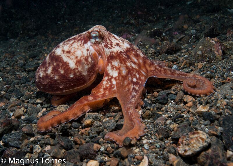 Fil:ÅttearmetBlekksprutX Saltrøa.jpg