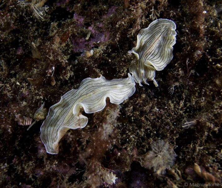 Fil:Tigerorm Ospholmsundet.jpg