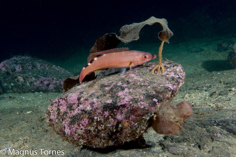 Fil:RødnebbX, Moldeholmen.jpg